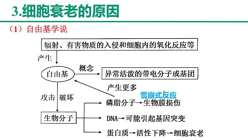 新人教版 高一 生物必修一 第六章 第三节 细胞的衰老和死亡 课件ppt07