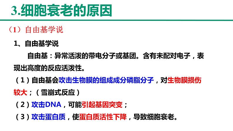 新人教版 高一 生物必修一 第六章 第三节 细胞的衰老和死亡 课件ppt08