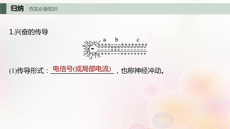 鲁湘辽新教材2024届高考生物一轮复习第八单元生命活动的调节第3课时神经冲动的产生传导和传递课件第4页