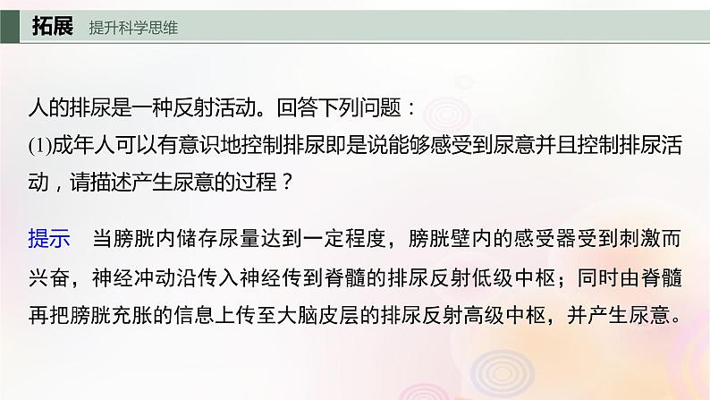 鲁湘辽新教材2024届高考生物一轮复习第八单元生命活动的调节第4课时神经系统的分级调节和人脑的高级功能课件08