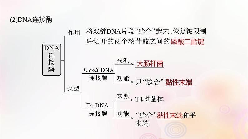 鲁湘辽新教材2024届高考生物一轮复习第十单元生物技术与工程第6课时基因工程的基本工具和基本操作程序课件第8页