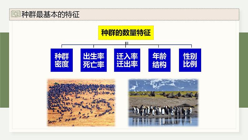 1.1种群具有一定的特征-第1课时(教学课件)——高中生物学浙科版(2019)选择性必修二07