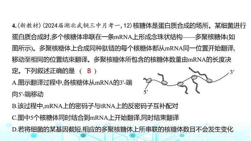 新高考生物總復習必修2遺傳與進化階段檢測練練習課件第5頁