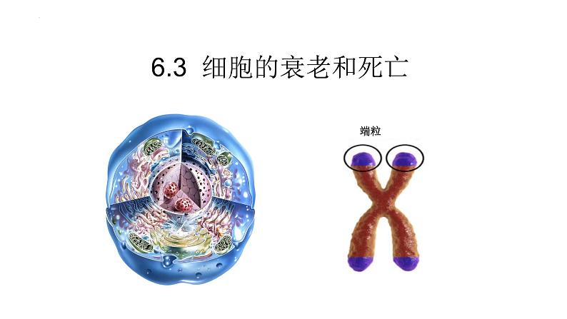 人教版(2019)高中生物必修一第六章第3节 细胞的衰老和死亡-课件第2页