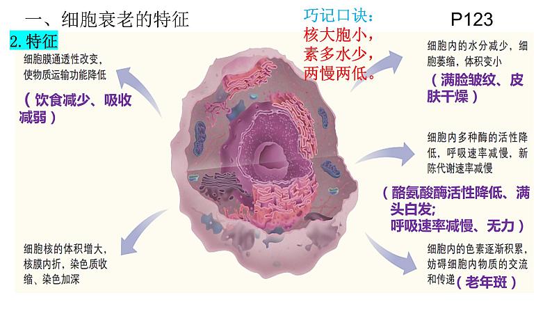 人教版(2019)高中生物必修一第六章第3节 细胞的衰老和死亡-课件第5页