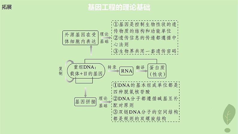 2024届高考生物一轮复习第十单元生物技术与工程第6课时基因工程的基本工具和基本操作程序课件(苏教版)05