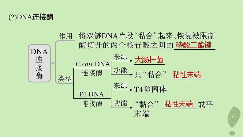 2024届高考生物一轮复习第十单元生物技术与工程第6课时基因工程的基本工具和基本操作程序课件(苏教版)07