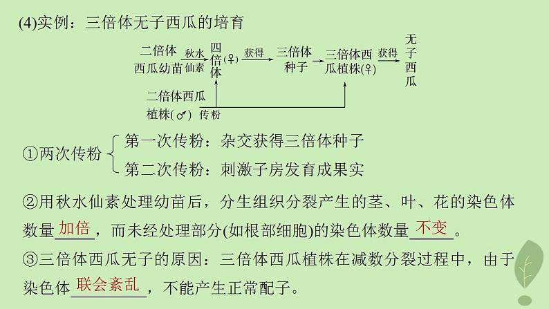 2024届高考生物一轮复习第七单元生物的变异和进化第3课时生物变异在育种上的应用课件(苏教版)第7页