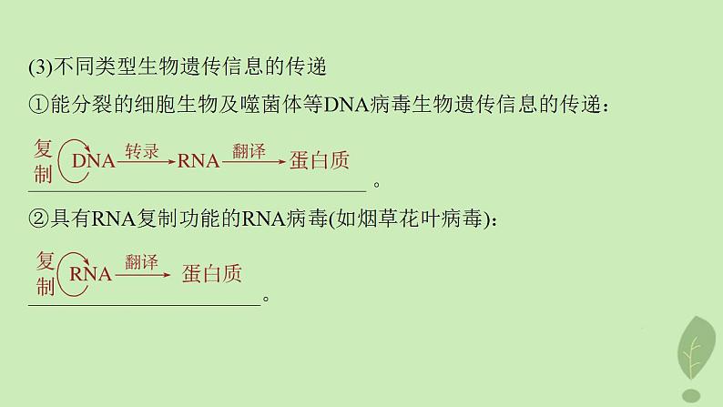 2024届高考生物一轮复习第六单元遗传的分子基础第5课时中心法则细胞分化的本质与表观遗传课件(苏教版)第5页