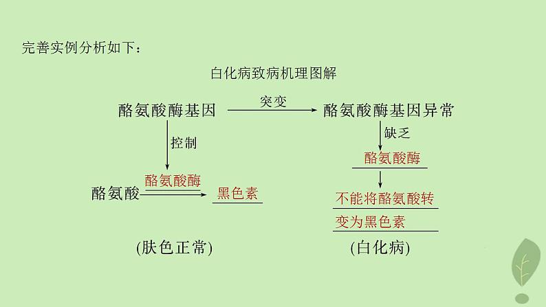 2024届高考生物一轮复习第六单元遗传的分子基础第5课时中心法则细胞分化的本质与表观遗传课件(苏教版)第8页