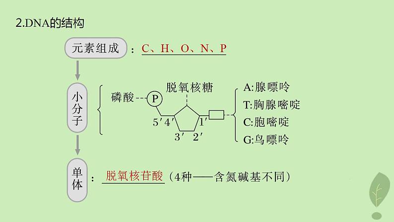 2024届高考生物一轮复习第六单元遗传的分子基础第2课时DNA分子的结构课件(苏教版)第4页