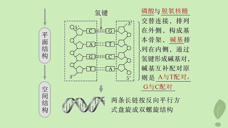 2024届高考生物一轮复习第六单元遗传的分子基础第2课时DNA分子的结构课件(苏教版)第5页
