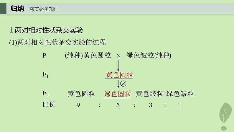 2024届高考生物一轮复习第五单元基因的传递规律第3课时自由组合定律课件(苏教版)第4页