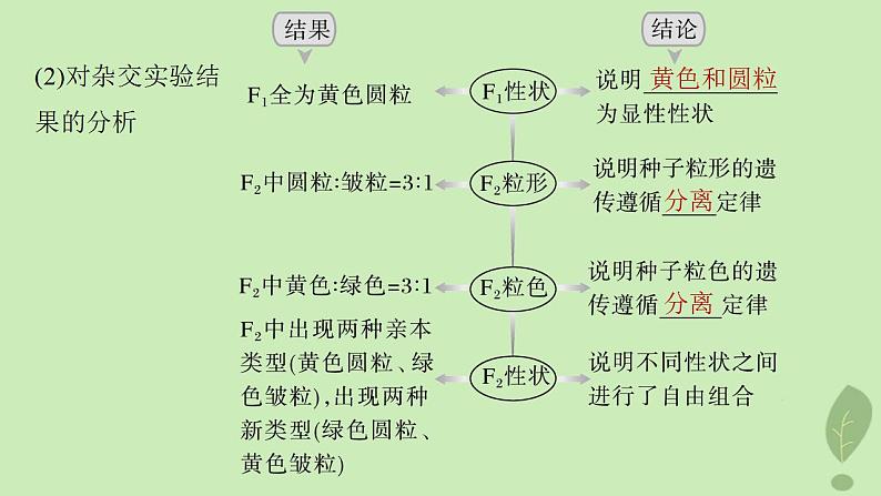 2024届高考生物一轮复习第五单元基因的传递规律第3课时自由组合定律课件(苏教版)第5页