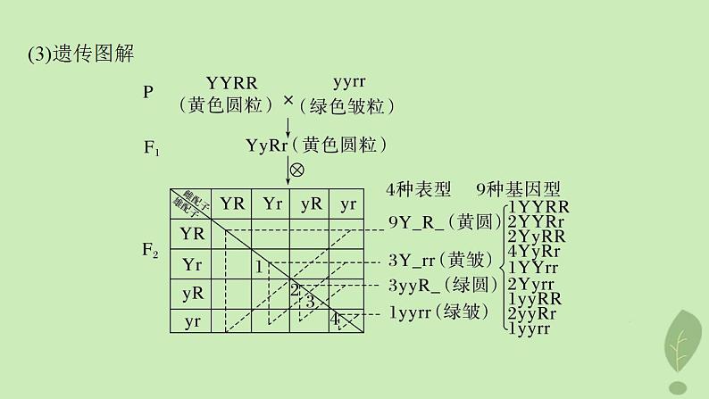 2024届高考生物一轮复习第五单元基因的传递规律第3课时自由组合定律课件(苏教版)第6页