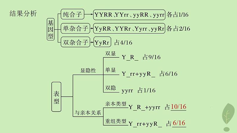 2024届高考生物一轮复习第五单元基因的传递规律第3课时自由组合定律课件(苏教版)第7页