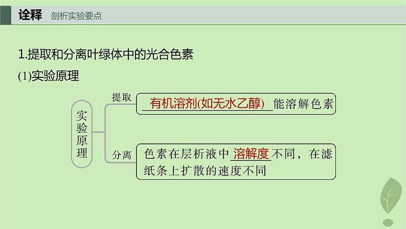 2024届高考生物一轮复习第三单元细胞的能量供应和利用第3课时叶绿体与光能的捕获课件(苏教版)第3页