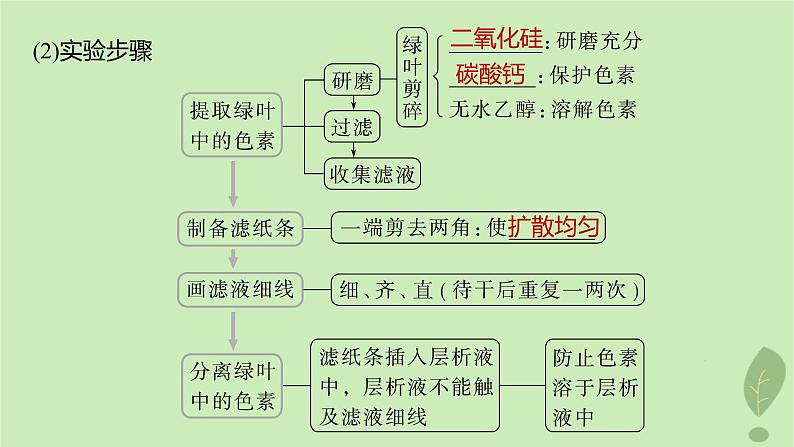 2024届高考生物一轮复习第三单元细胞的能量供应和利用第3课时叶绿体与光能的捕获课件(苏教版)第4页