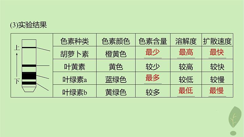 2024届高考生物一轮复习第三单元细胞的能量供应和利用第3课时叶绿体与光能的捕获课件(苏教版)第5页