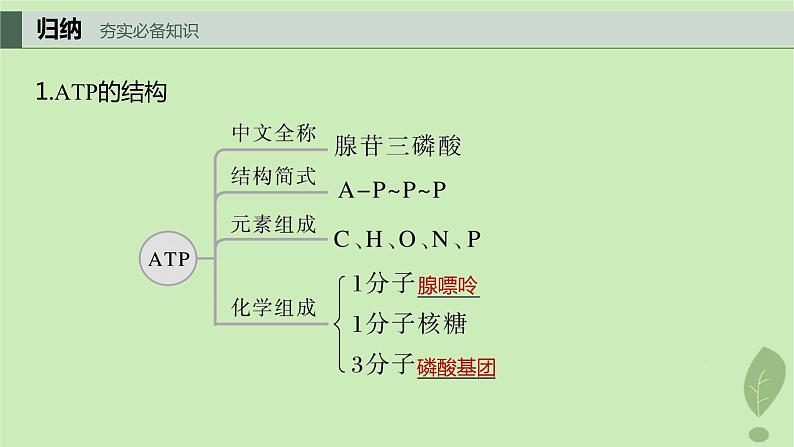 2024届高考生物一轮复习第三单元细胞的能量供应和利用第2课时ATP是驱动细胞生命活动的直接能源物质课件(苏教版)03