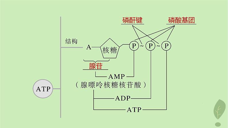 2024届高考生物一轮复习第三单元细胞的能量供应和利用第2课时ATP是驱动细胞生命活动的直接能源物质课件(苏教版)04
