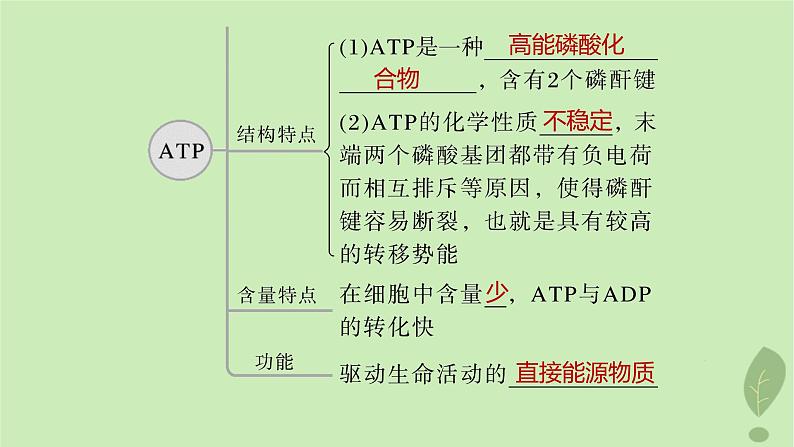 2024届高考生物一轮复习第三单元细胞的能量供应和利用第2课时ATP是驱动细胞生命活动的直接能源物质课件(苏教版)05