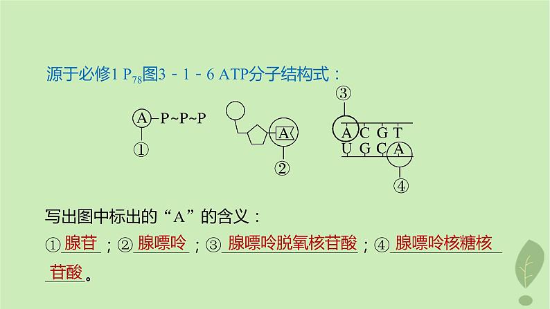 2024届高考生物一轮复习第三单元细胞的能量供应和利用第2课时ATP是驱动细胞生命活动的直接能源物质课件(苏教版)06