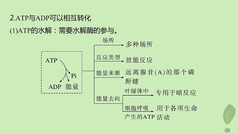 2024届高考生物一轮复习第三单元细胞的能量供应和利用第2课时ATP是驱动细胞生命活动的直接能源物质课件(苏教版)07