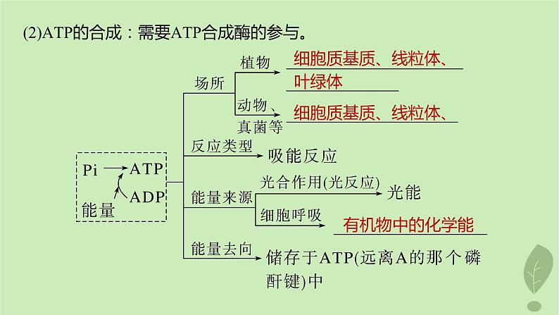 2024届高考生物一轮复习第三单元细胞的能量供应和利用第2课时ATP是驱动细胞生命活动的直接能源物质课件(苏教版)08