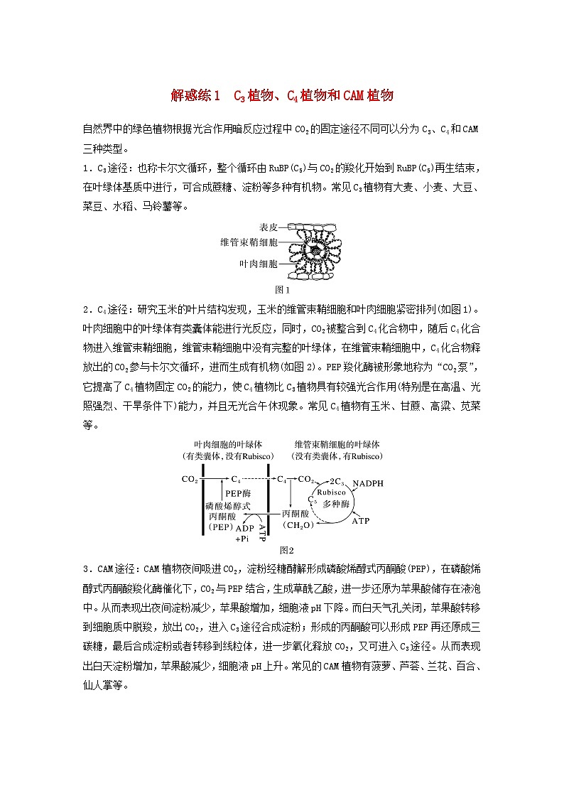 2024届高考生物一轮复习教案第三单元细胞的能量供应和利用解惑练1C3植物C4植物和CAM植物(苏教版)第1页