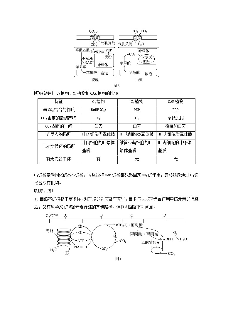 2024届高考生物一轮复习教案第三单元细胞的能量供应和利用解惑练1C3植物C4植物和CAM植物(苏教版)第2页