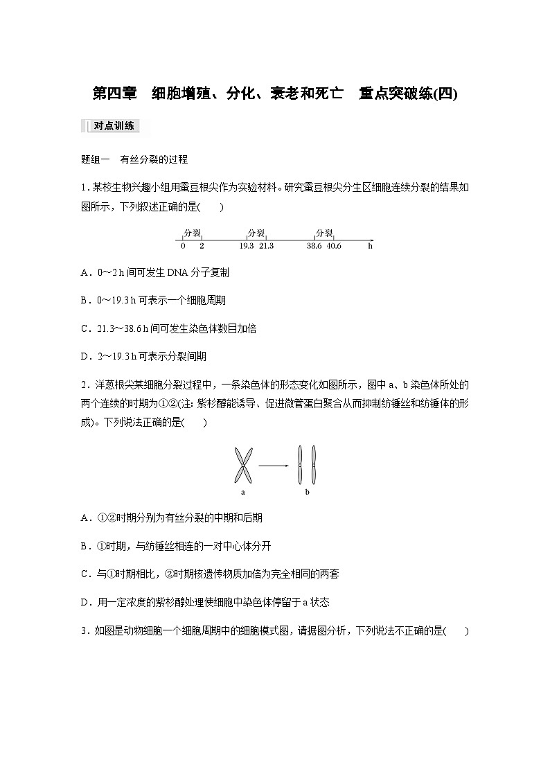 第4章 细胞增殖、分化、衰老和死亡 重点突破练(四) (含答案)高中生物必修1(苏教版2019)第1页
