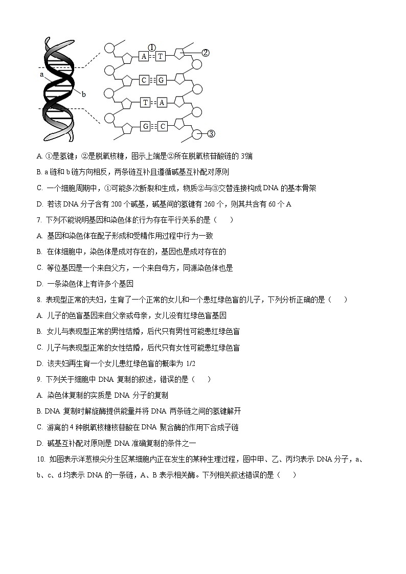 甘肃省酒泉市2023-2024学年高一下学期7月期末考试生物试卷(Word版附解析)第3页