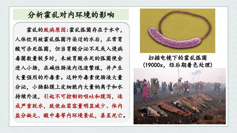 1.2内环境的稳态保障正常生命活动(教学课件)——高中生物学浙科版(2019)选择性必修一第4页