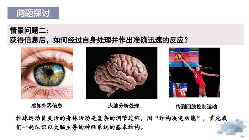 2.1神经系统是神经调节的结构基础(教学课件)——高中生物学浙科版(2019)选择性必修一第4页
