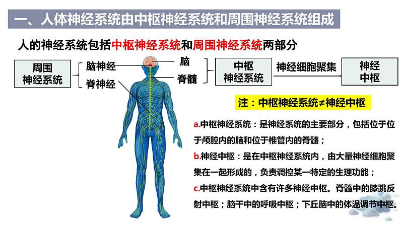 2.1神经系统是神经调节的结构基础(教学课件)——高中生物学浙科版(2019)选择性必修一第5页