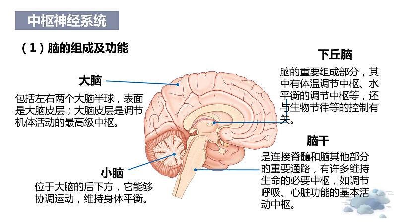 2.1神经系统是神经调节的结构基础(教学课件)——高中生物学浙科版(2019)选择性必修一第6页