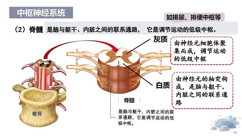2.1神经系统是神经调节的结构基础(教学课件)——高中生物学浙科版(2019)选择性必修一第8页