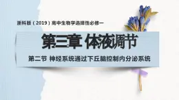 3.2 神经系统通过下丘脑控制内分泌系统（教学课件）——高中生物学浙科版（2019）选择性必修一