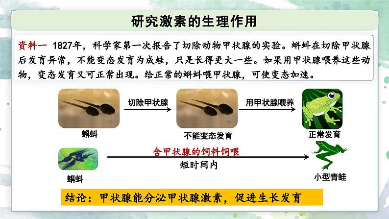 3.3 激素调节身体多种机能(教学课件)——高中生物学浙科版(2019)选择性必修一第4页