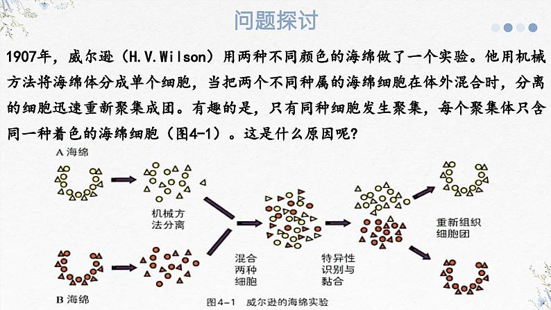 4.1免疫系统识别“自己”和“非己”(教学课件)——高中生物学浙科版(2019)选择性必修一第3页