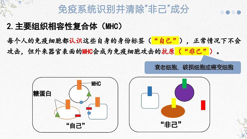 4.1免疫系统识别“自己”和“非己”(教学课件)——高中生物学浙科版(2019)选择性必修一第8页