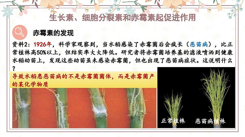 5.2植物激素调节植物生命活动(教学课件)——高中生物学浙科版(2019)选择性必修一第7页