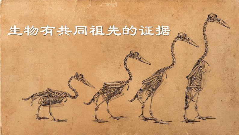 高中生物人教版2019必修2遗传与进化6-1生物有共同祖先的证据精品课件第1页