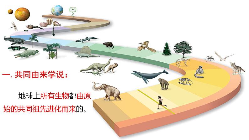 高中生物人教版2019必修2遗传与进化6-1生物有共同祖先的证据精品课件第7页