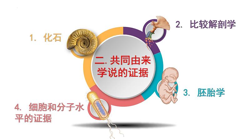 高中生物人教版2019必修2遗传与进化6-1生物有共同祖先的证据精品课件第8页