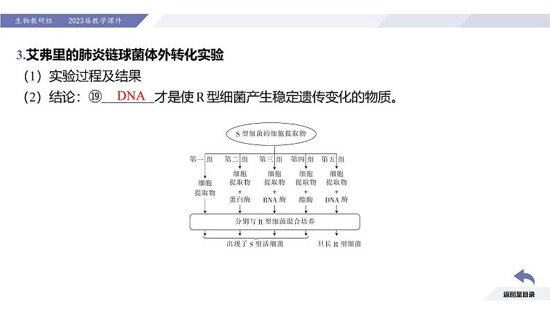 高中生物人教版2019必修2遗传与进化3-1DNA是主要的遗传物质精品课件3第7页