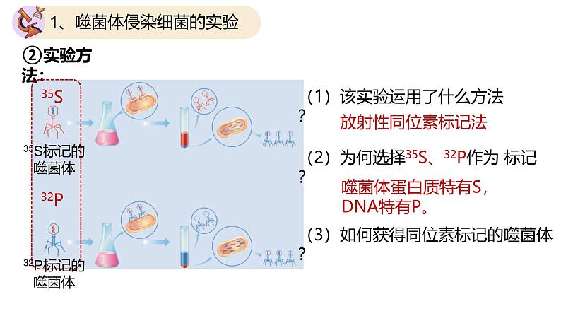 高中生物人教版2019必修2遗传与进化3-1DNA是主要的遗传物质(第二课时) 课件07