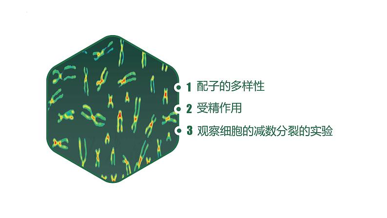 高中生物人教版2019必修2遗传与进化2-1减数分裂和受精作用(第三课时)精品课件第2页