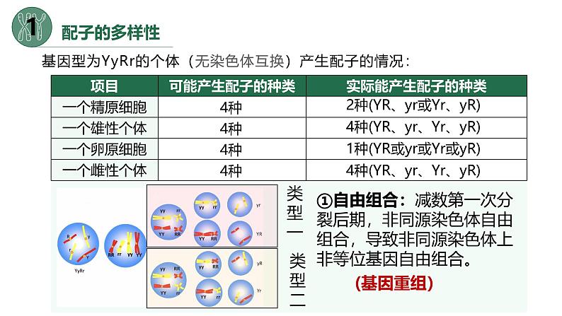 高中生物人教版2019必修2遗传与进化2-1减数分裂和受精作用(第三课时)精品课件第4页